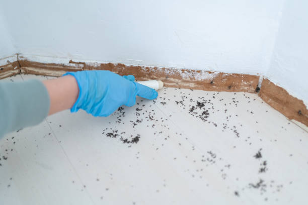 Insect Control in Reading, MI